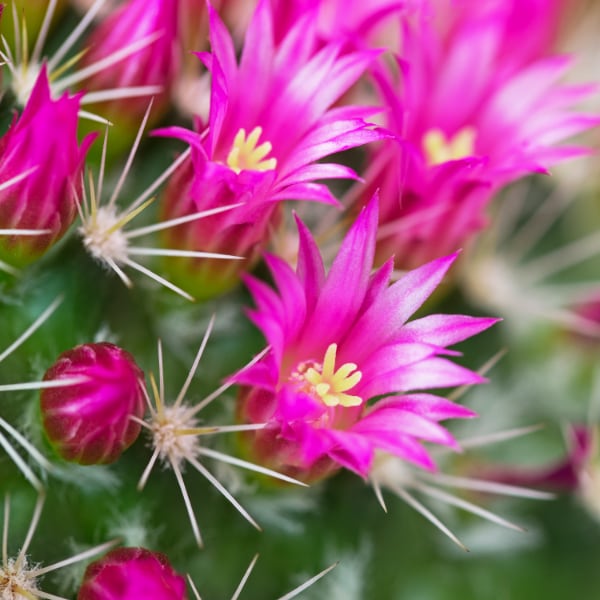 Our Practice Flowering cactus