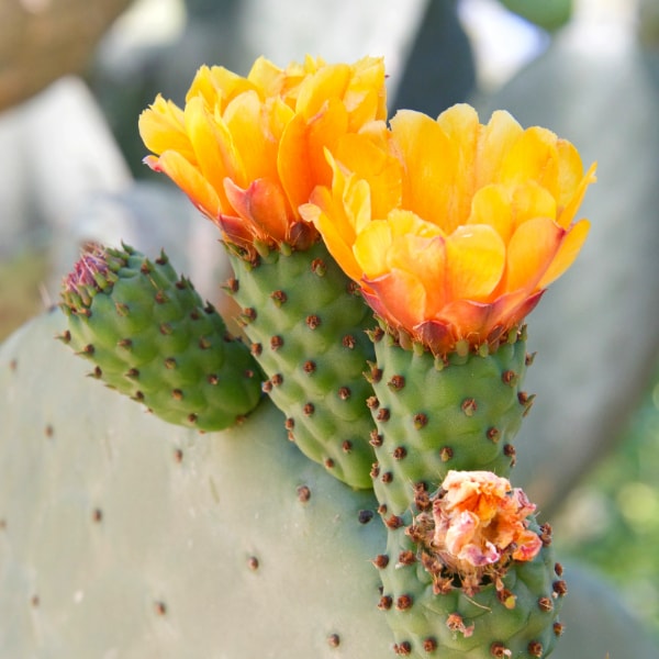 Flowering cactus