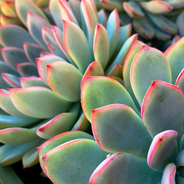 Agave plants