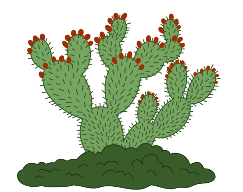 Mesquite Pediatrics Cactus graphic